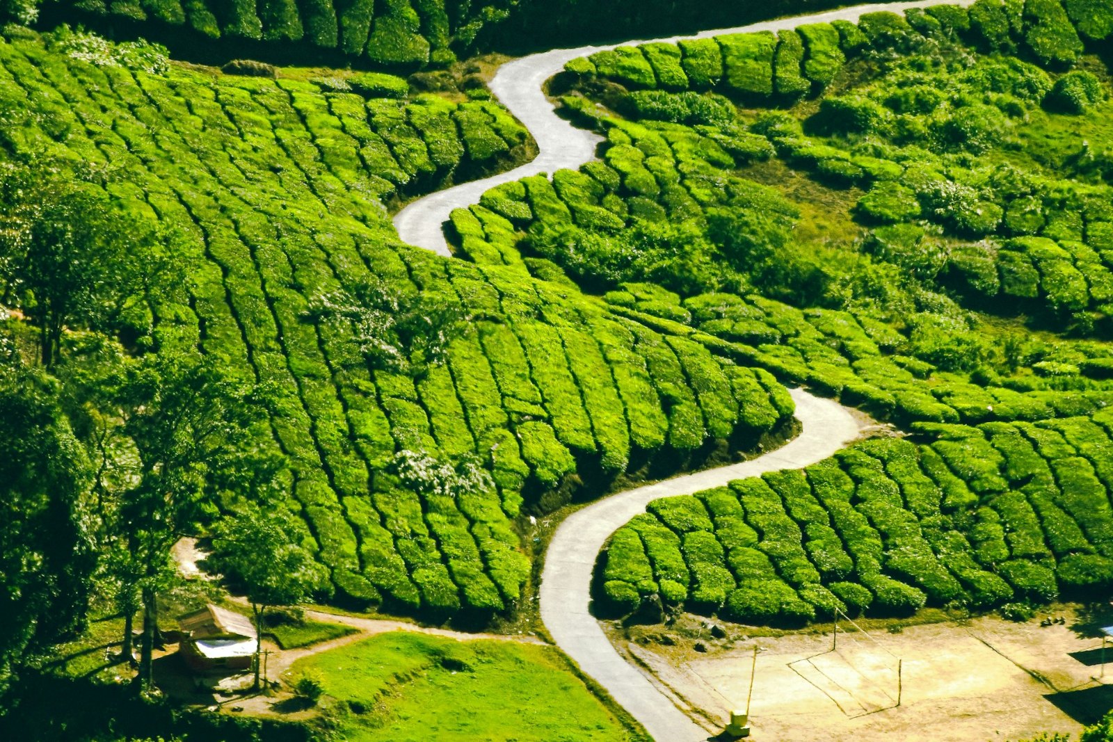 Aerial view of a winding path through green tea terraces Aerial view of a winding path curving through green tea terraces