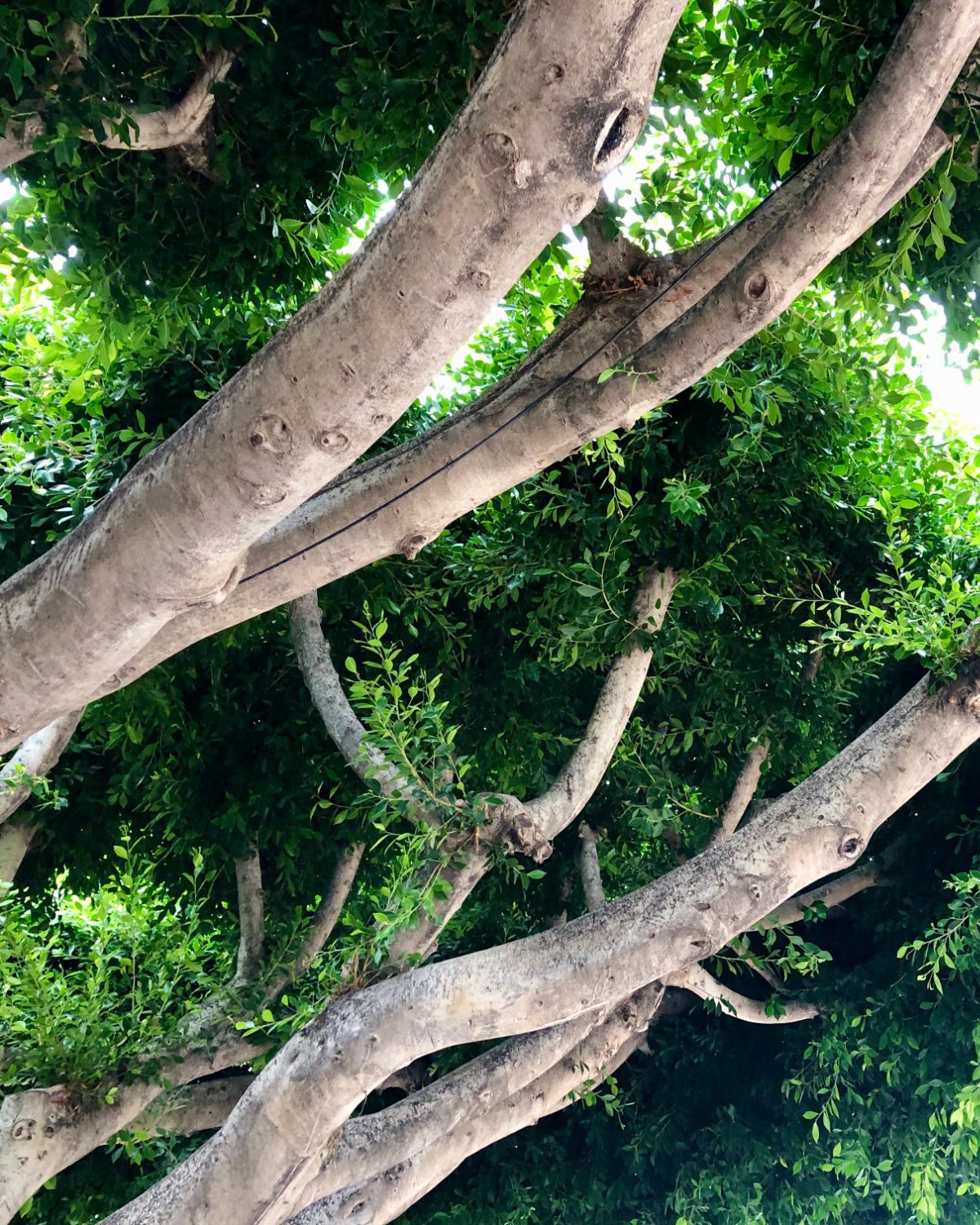 Looking up through a broad tree canopy of pale branching limbs and dense green leaves